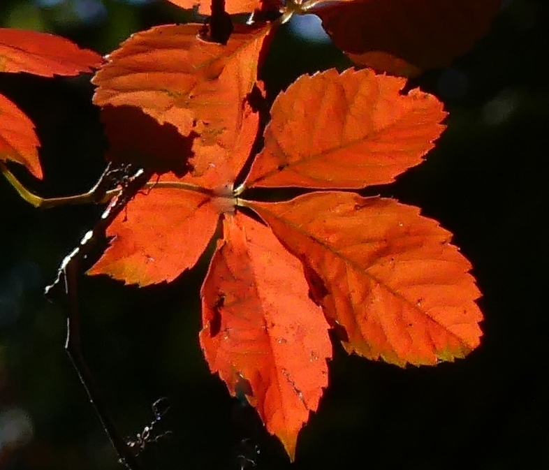 ./Virginia_creeper_leaf_1792123199291