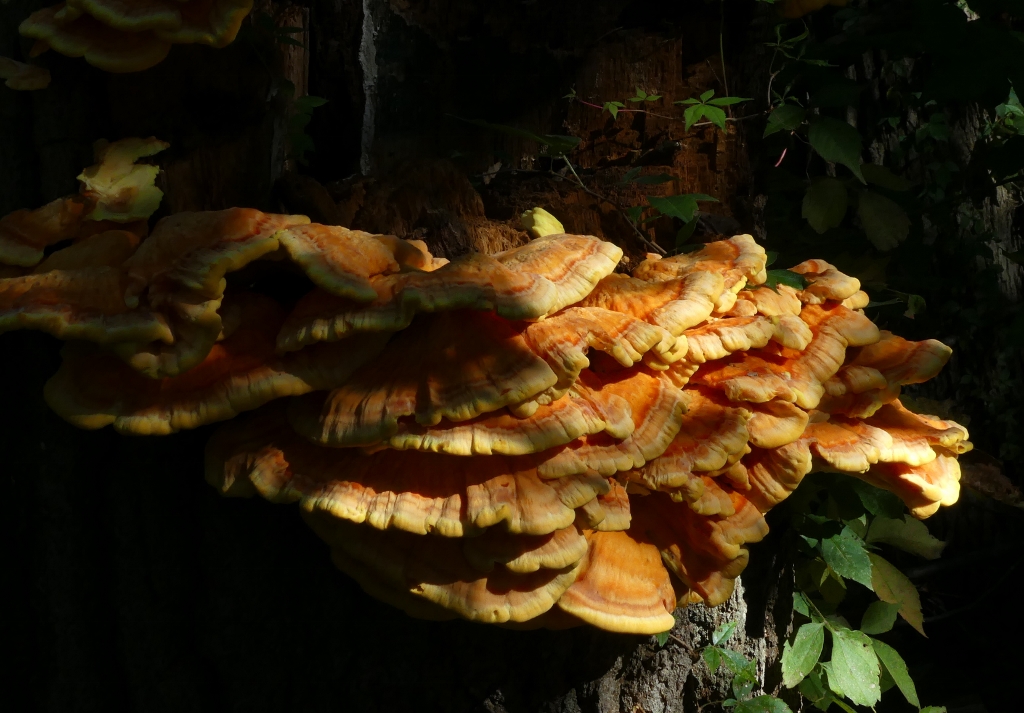 ./bracket_fungus_2_1791842039358