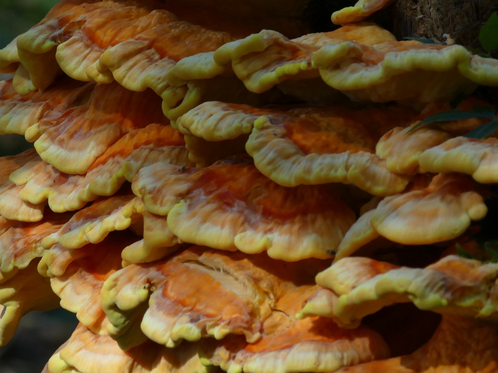 ./bracket_fungus_3_1792095507632