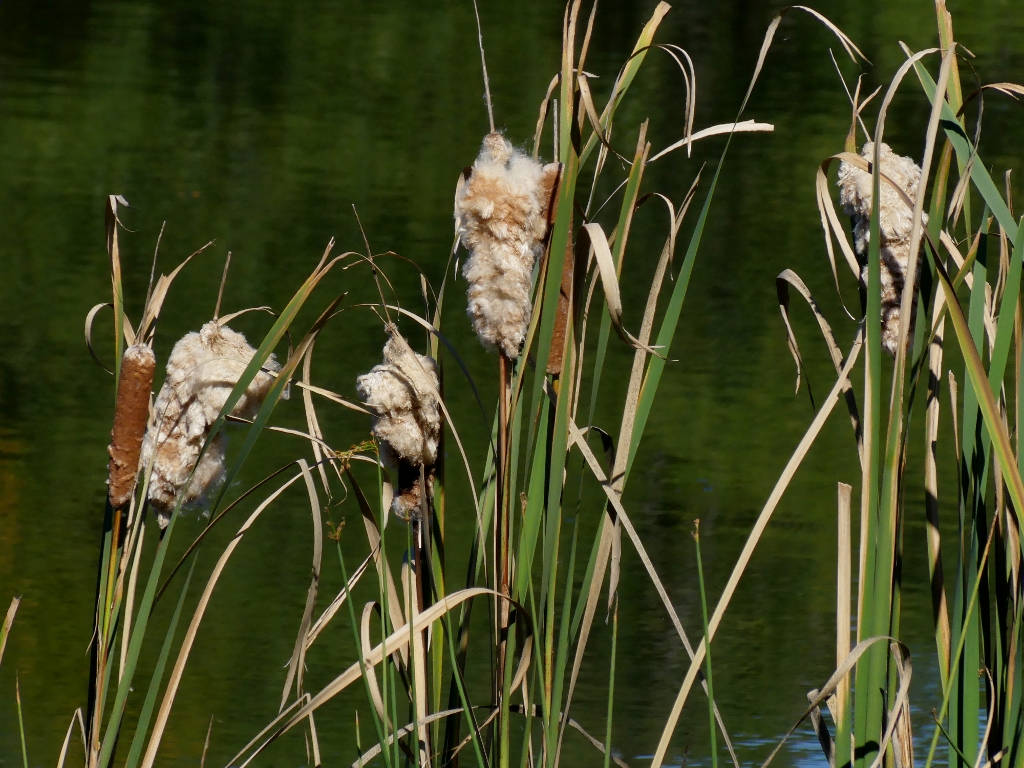 ./cattails_1792096435497