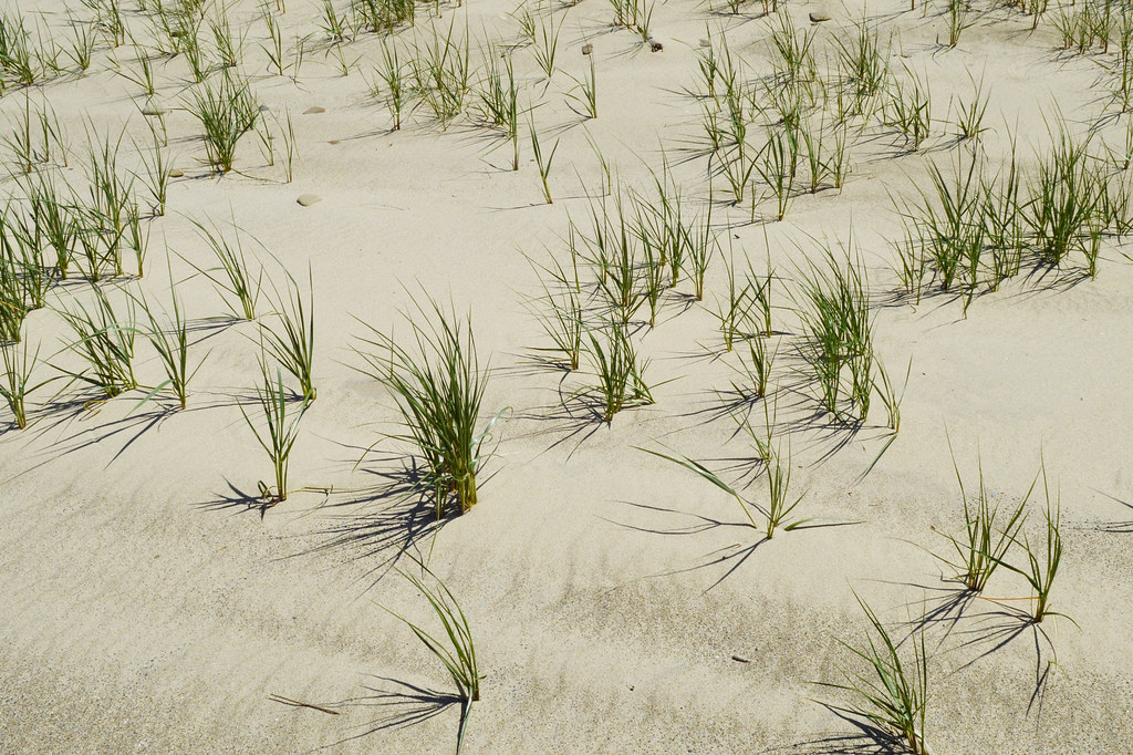 ./dune_grass_2_1791949145638