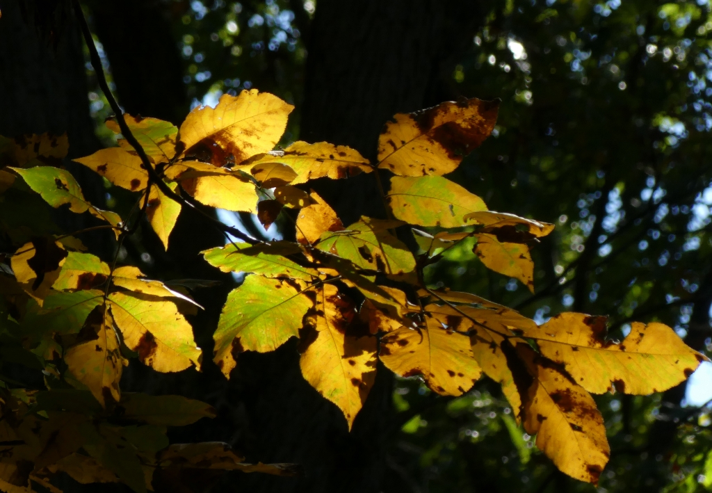 ./fall_Leaves_6_1792099726826