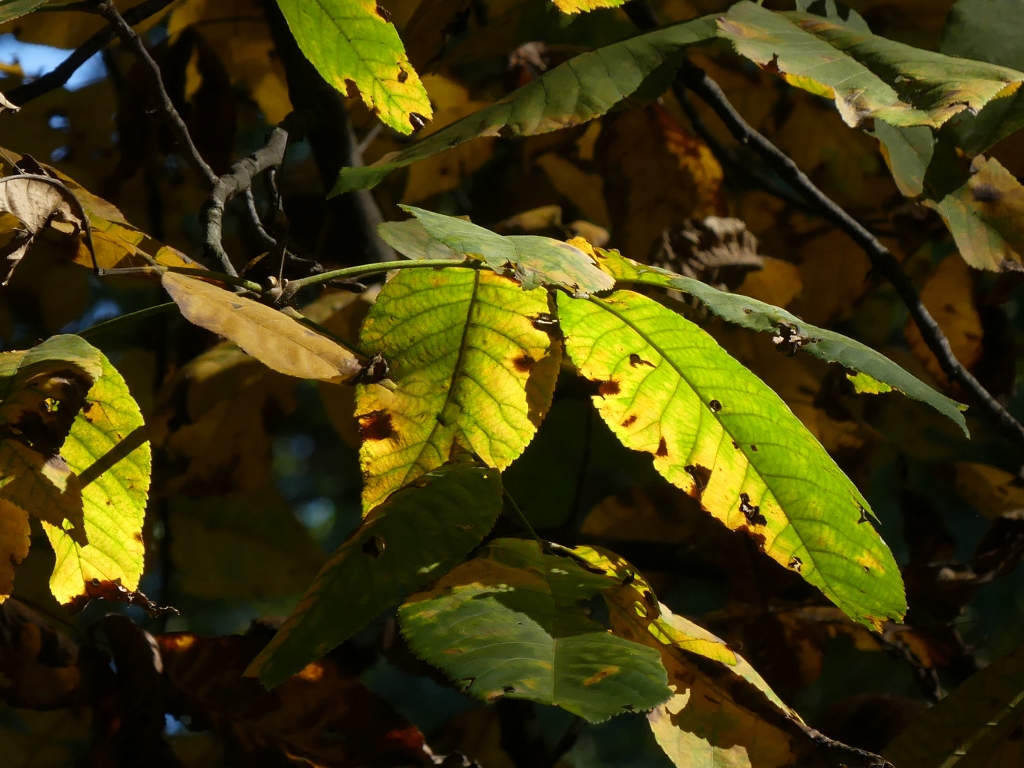 ./fall_leaves_5_1792098551377