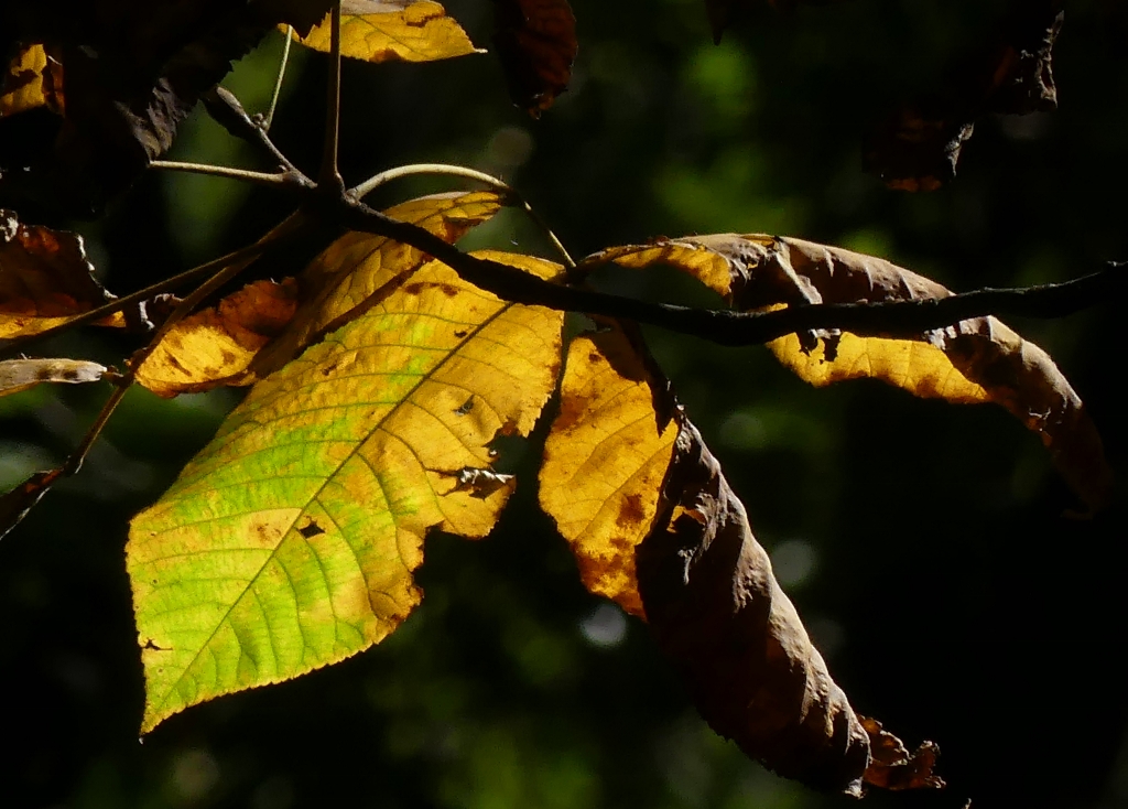 ./fall_leaves_7_1792551041631