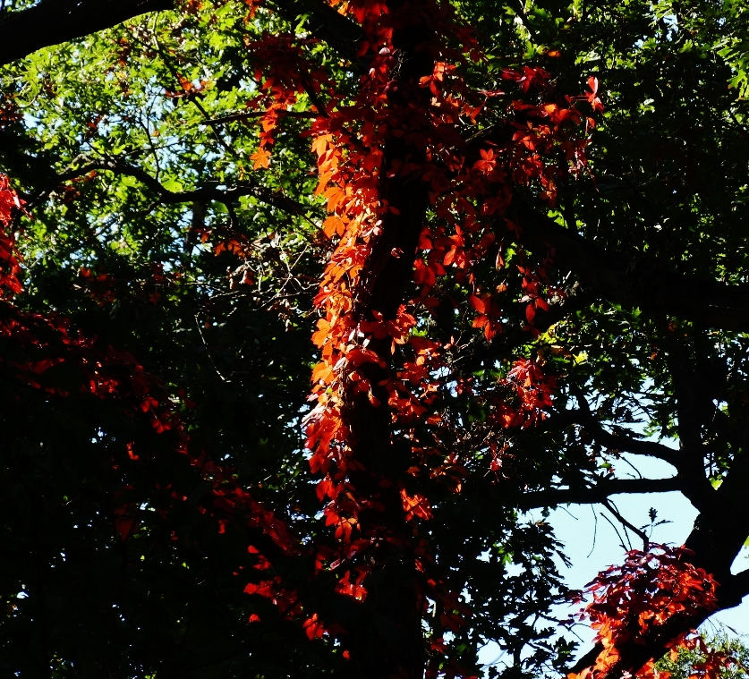 ./fall_vine_2_1791774161658