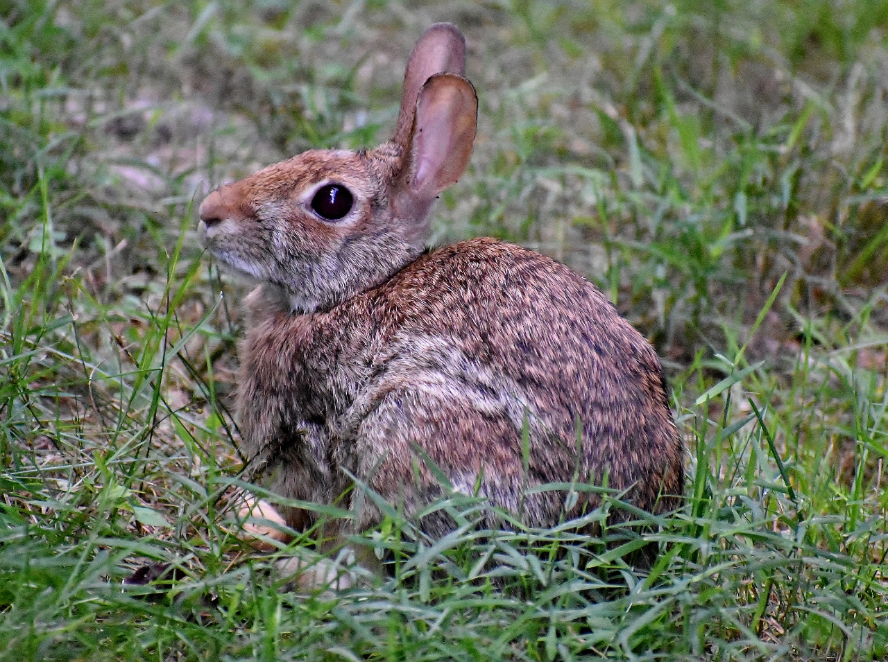 ./rabbit_1791406683951