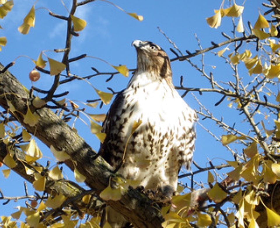 ./redtailed_hawk_1791948514189